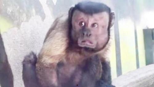 长得像猴子的明星,揭秘那些与猴相似的面孔