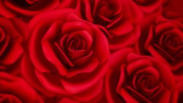 红玫瑰歌曲背景